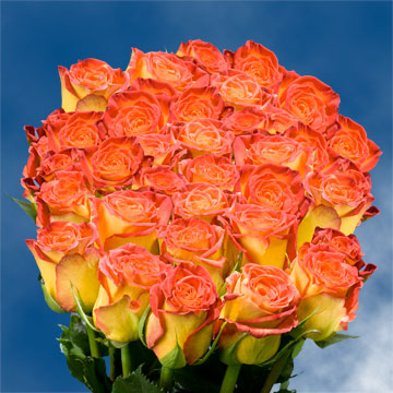 Image of ID 495070890 75 Yellow / Red Tips Roses