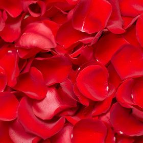Image of ID 495070905 5000 Elegant Red Rose Petals