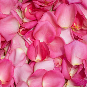 Image of ID 495070906 Rose Petals Pink Wholesale