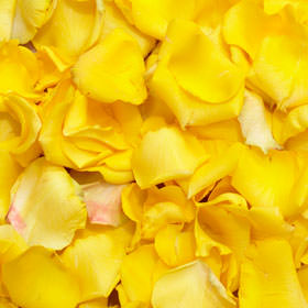 Image of ID 495070907 5000 Yellow Rose Petals
