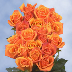 Image of ID 495070921 250 Fresh Cut Bicolor Roses