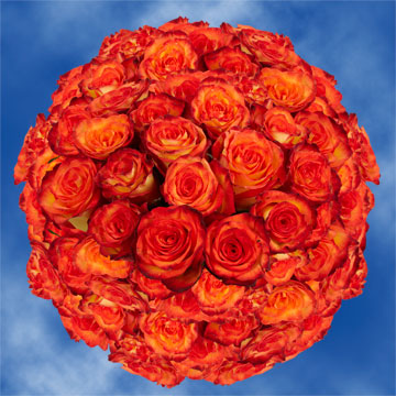 Image of ID 495070952 150 Fresh Yellow/Orange Roses