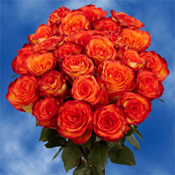 Image of ID 495070953 75 Fresh Yellow/Orange Roses