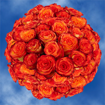 Image of ID 495070971 100 Fresh Yellow/Orange Roses