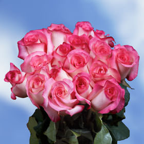 Image of ID 495070986 150 Fresh Pink & White Roses