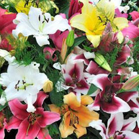 Image of ID 495070991 20 Assorted Oriental Lilies