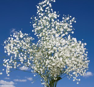 Image of ID 495070992 120 Baby's Breath Stems