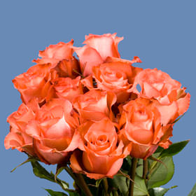 Image of ID 495070995 100 Fresh Terracotta Roses