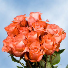 Image of ID 495070996 250 Fresh Terracotta Roses