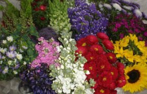 Image of ID 495071034 10 Bunches Assorted Flowers