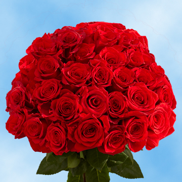 Image of ID 495071036 75 Fresh Cut Dark Red Roses