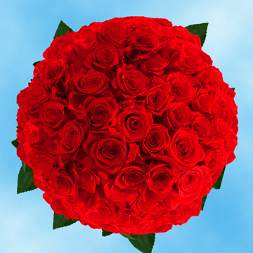 Image of ID 495071039 150 Fresh Cut Dark Red Roses