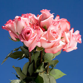 Image of ID 495071040 75 Light Creamy Pink Roses