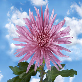 Image of ID 495071107 100 Lavender Fuji Spider Mums