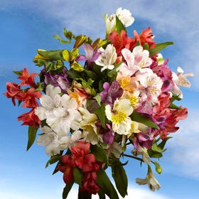 Image of ID 495071116 200 Alstroemeria Flowers