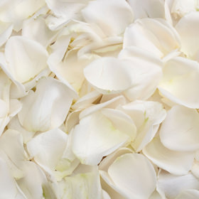 Image of ID 495071119 5000 Pure White Rose Petals