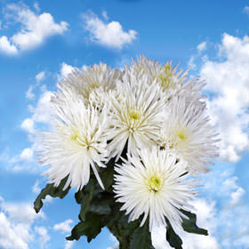 Image of ID 495071127 100 White Fuji Spider Mums