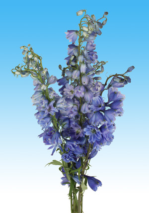 Image of ID 495071131 60 Blue Delphinium Volken