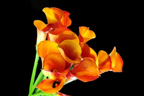 Image of ID 495071140 120 Orange Calla Lilies