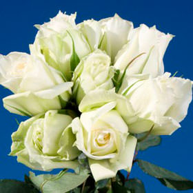 Image of ID 495071174 75 Tineke White Roses