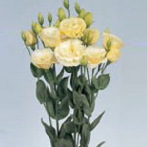 Image of ID 495071189 40 Yellow Cream Lisianthus