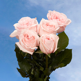 Image of ID 495071206 72 O'Hara Pink Garden Roses