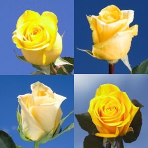 Image of ID 495071210 100 Assorted Yellow Roses
