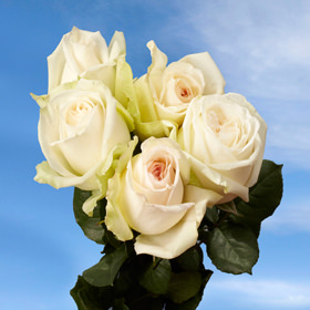 Image of ID 495071225 72 O'Hara White Garden Roses