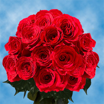 Image of ID 495071227 16 Dozen Red Roses Wholesale