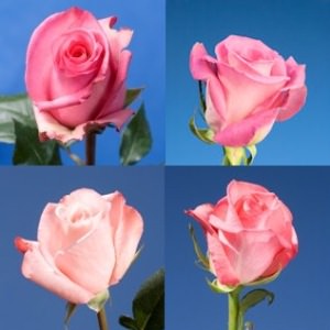 Image of ID 495071229 100 Assorted Pink Roses