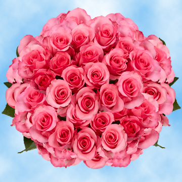 Image of ID 495071232 150 Fresh Cut Dark Pink Roses