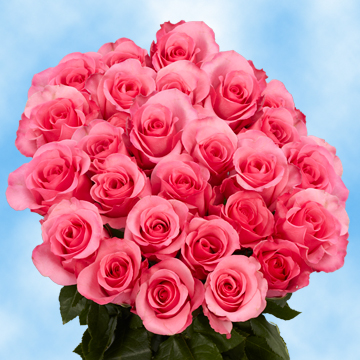 Image of ID 495071233 75 Fresh Cut Dark Pink Roses