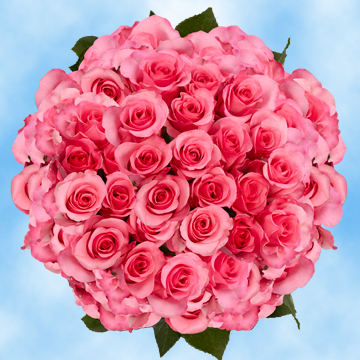 Image of ID 495071234 200 Fresh Cut Dark Pink Roses