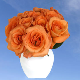 Image of ID 495071246 192 Assorted Color Roses