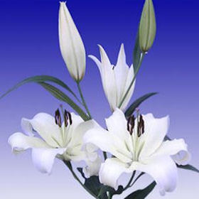 Image of ID 495071249 80 White Asiatic Lilies