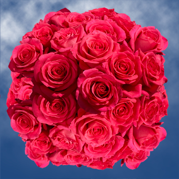 Image of ID 495071252 250 Fresh Cut Dark Pink Roses