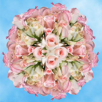Image of ID 495071273 150 Fresh Pastel Pink Roses