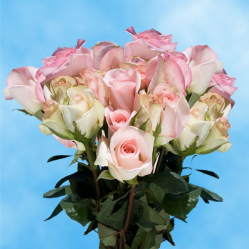 Image of ID 495071274 75 Fresh Pastel Pink Roses