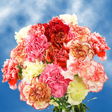 Image of ID 495071307 200 Novelty Color Carnations