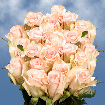 Image of ID 495071311 75 Pale Pink Sophie Roses