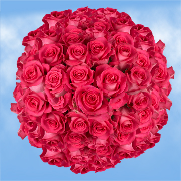 Image of ID 495071331 150 Hot Pink Roses Wholesale