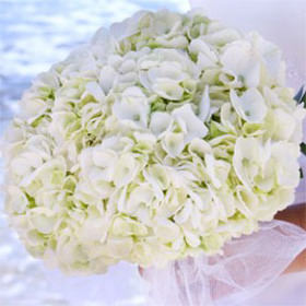 Image of ID 495071352 White Hydrangea Bridal Bouquet