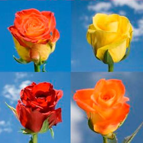 Image of ID 495071357 250 Yellow / Orange Roses
