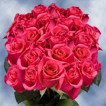 Image of ID 495071360 75 Fresh Hot Pink Roses
