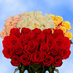 Image of ID 495071370 150 Roses: Half Red Half Color