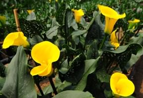Image of ID 495071372 60 Yellow Mini Calla Lilies