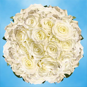 Image of ID 495071407 200 White/Touch of Green Roses