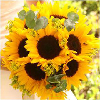 Image of ID 495071413 Sunflower Bridal Bouquet