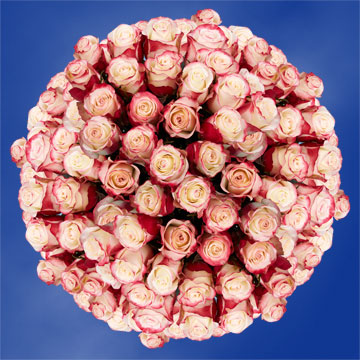Image of ID 495071414 200 Sweetness Roses Wholesale