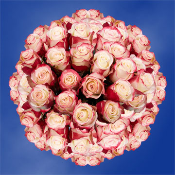 Image of ID 495071415 100 Sweetness Roses Wholesale